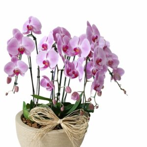 Orquídea Premium Rosé