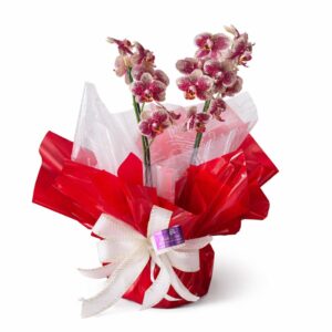 Orquídea Clássica Amor