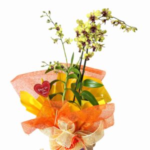 Orquídea Sol Radiante