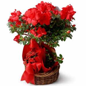 Jardim Encanto Vermelho