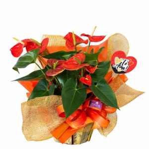 Antúrio Sol Encantado