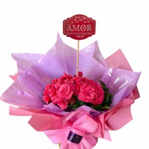 Begônia Doce Lilás