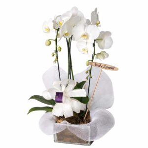 Orquídea Pure White