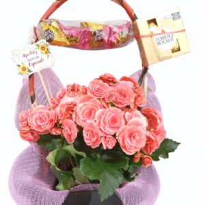 Begônia Encanto Lilás