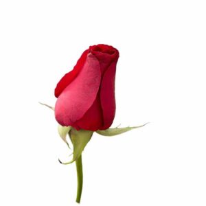 Rosa Nacional Clássica