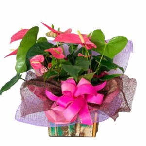 Antúrio Rosé Charm