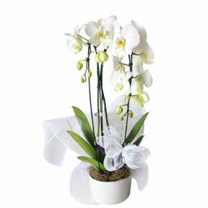 Orquídea Neve Elegante