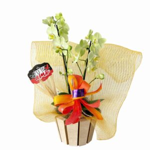 Orquídea Sol Encantado