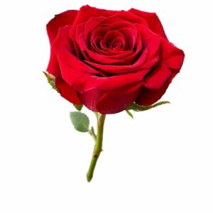 Rosa Importada Premium