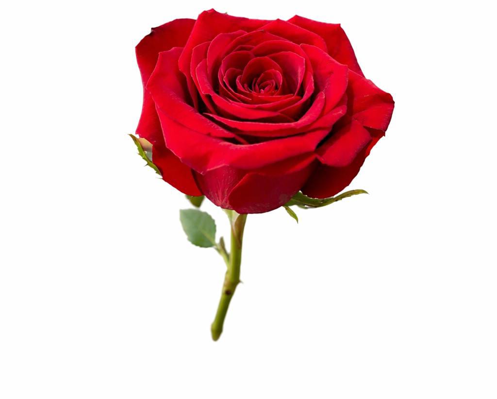 Rosa Importada Premium