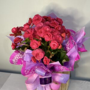 Vaso de Begônia Rosa P