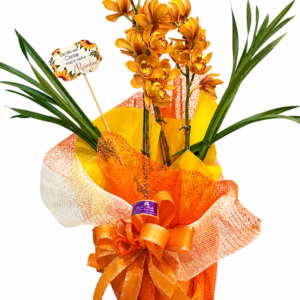Orquídea Dourado Real