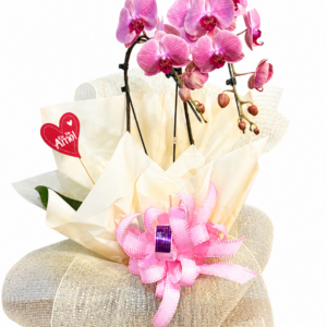 Orquídea Rosa Fascínio