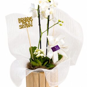 Orquídea Branca Luz Imperial