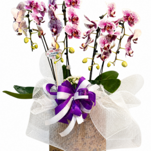 Orquídea Cascata Elegance