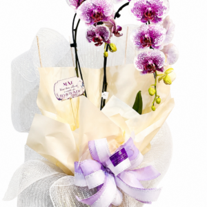 Orquídea Imperial Lavanda