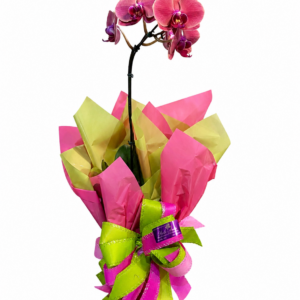 Orquídea Colors
