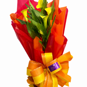 Calla Raio de Sol