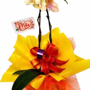 Orquídea Dourada Encanto