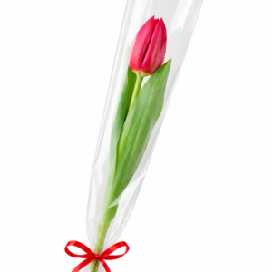 Solitário tulipa vermelha