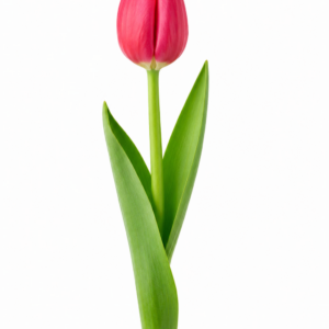 Tulipa vermelha